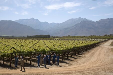 Workers tying vines in the Bergrivier region during springtime. South Africaのeditorial素材
