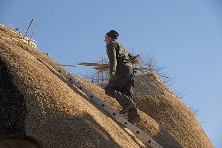 Thatcher walking on a ladder with hazel wood spars to form the ridge of a thatched roofの写真素材