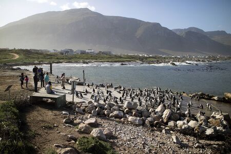 BETTY'S BAY WESTERN CAPE SOUTH AFRICA - APRIL-2016 - A colony of African penguins on the coast at Betty's Bay. They are also known as Jackass penguinsのeditorial素材