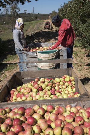 ELGIN VALLEY WESTERN CAPE SOUTH AFRICA - 15 APRIL 2016 - Harvesting Pink Lady apples for the European market in the Elgin Valley Western Cape South Africa.のeditorial素材
