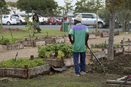 SOMERSET WEST WESTERN CAPE SOUTH AFRICA - APRIL 2016 - Volunteers working in a community garden producing vegetables and salad produce which is sold to raise funds.のeditorial素材