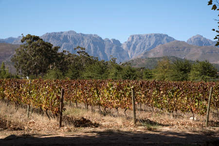 VINES GROOT DRAKENSTEIN WESTERN CAPE SOUTH AFRICA - APRIL 2016 - Autumnal vines in a Groot Drakenstein area vineyard in the Western Cape Southern Africaのeditorial素材