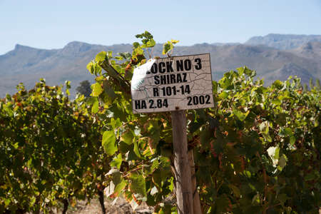 VINES GROOT DRAKENSTEIN WESTERN CAPE SOUTH AFRICA - APRIL 2016 - Autumnal Shiraz variety vines in a Groot Drakenstein area vineyard in the Western Cape Southern Africaのeditorial素材