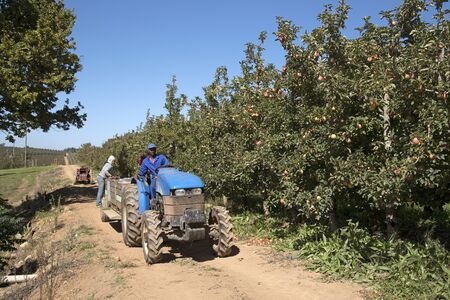 ELGIN WESTERN CAPE SOUTH AFRICA - APRIL 2016 - Tractor driver on an apple farm at Elgin Southern Africaのeditorial素材