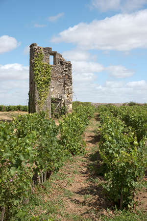 Vouvray France - August 2016 - A ruined building surrounded by vines at Vouvray in the Indre et...