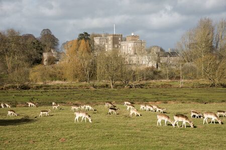 Deer grazing at Powderham Castle in South Devon England UKのeditorial素材