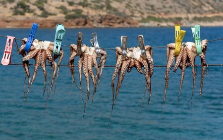Plaka, Crete, Greece. October 2019.  Octopus pegged to a line dry in the hote Cretan sunshine in...