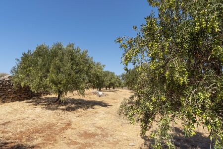 Kato Seles, northern Crete, Greece. October 2019.  Olive trees ready for harvesting growing within ironstone walls on an old farm  close to Seles in Northern Creteのeditorial素材