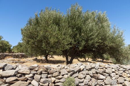 Kato Seles, northern Crete, Greece. October 2019.  Olive trees growing within ironstone walls close to Seles in Northern Creteのeditorial素材