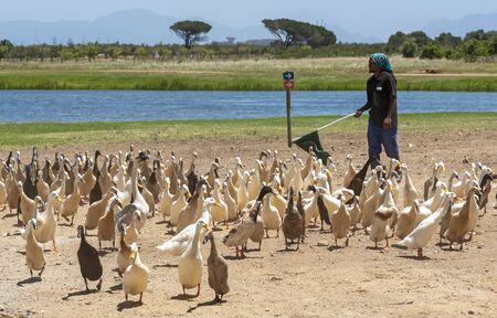 Faure near Stellenbosch, Western cape, South Africa. Indian Runner ducks being herded. They are used in the vines to control snails and pests and on parade for tourists.のeditorial素材