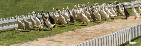 Faure near Stellenbosch, Western Cape, South Africa. Dec 2019. Flock of Indian Runner ducks waddle along a fenced area keeping to the grass.のeditorial素材