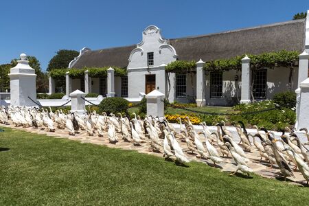 Faure, Stellenbosh, South Africa. Dec 2019. The flock of Indian Runner ducks waddle past the...