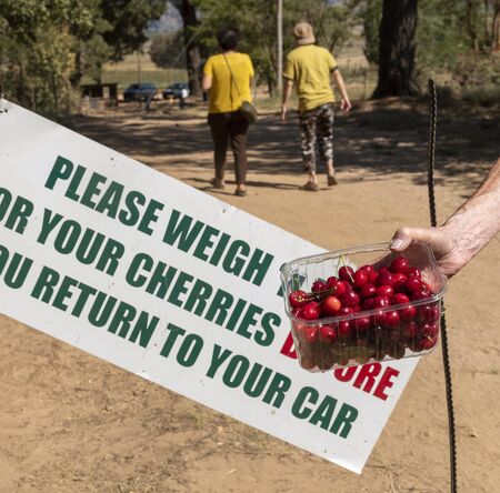 Klondyke Cherry Farm, Ceres, Western cape South Africa. Dec 2019.のeditorial素材
