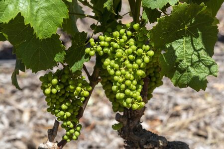 Faure, Stellenbosch, Western Cape, South Africa. Dec 2019. The Vergenoegd Low wine estate. Early summer and small Sauvignon grapes grow on an old vine.のeditorial素材