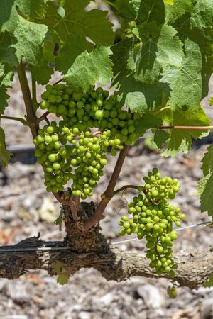 Faure, Stellenbosch, Western Cape, South Africa. Dec 2019. The Vergenoegd Low wine estate. Early summer and small Sauvignon grapes grow on an old vine.のeditorial素材