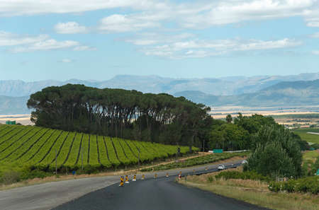 Riebeek West, South Africa. 2019. Rows of vines on hillside at Riebeek West in the Swartland area of the Western Cape, South Africaのeditorial素材