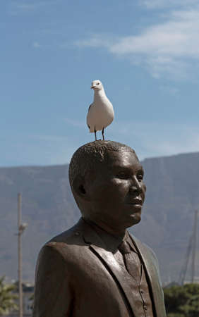 Cape Town, South Africa. Dec 2019. Seagull sitting on the head of Albert Lutuli a Nobel Peace prize winner. Nobel Square on Cape Towns' waterfront area,のeditorial素材