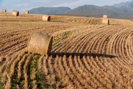 Caledon, Western Cape, South Africa. 2019.  Bales of wheat at harvest time in the Caledon area of...