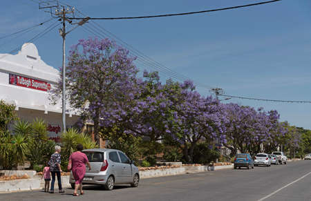 Tulbagh, Western ape, South Africa. 2019. Sup and Jacoranda trees ling the main street in Tulbagh,...