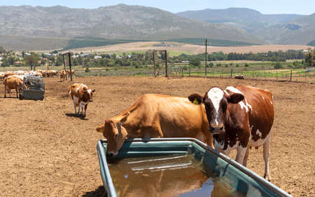 Overberg, Caledon, Western Cape, South Africa. 2019.のeditorial素材