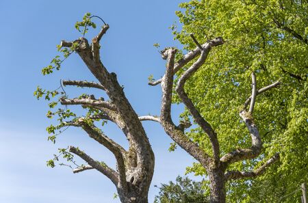 Hampshire, England, UK, 05 May 2020.  An old apple tree which has been heavily pruned.