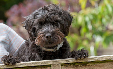 Hampshire, England, UK. August 2020. Portrait of a black borderpoo dog. A cross between a Border Terrier and a Poodle looking over a garden fence.の写真素材