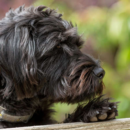 Hampshire, England, UK. August 2020. Portrait of a black borderpoo dog. A cross between a Border...
