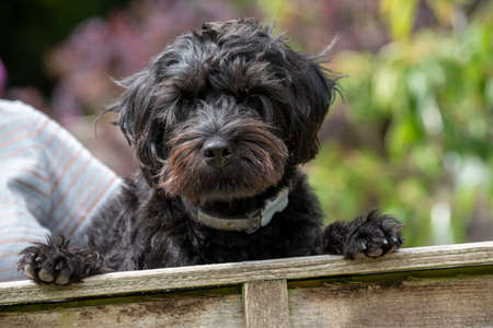 Hampshire, England, UK. August 2020. Portrait of a black borderpoo dog. A cross between a Border Terrier and a Poodle looking over a garden fence.の写真素材