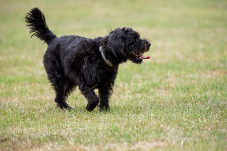 Hampshire, England, UK. August 2020. Portrait of a black borderpoo dog. A cross between a Border...
