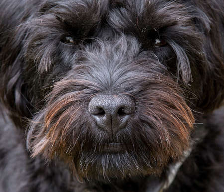 Hampshire, England, UK. August 2020. Portrait of a black borderpoo dog. A cross between a Border Terrier and a Poodleの写真素材
