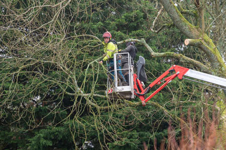 Hampshire, England, UK. 2020. Tree surgeons felling an Ash tree from an aerial platform