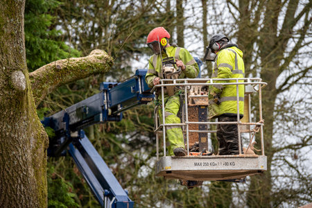 Hampshire,England, UK. 2020. Tree surgeon felling an Ash tree from cherry picker platform.