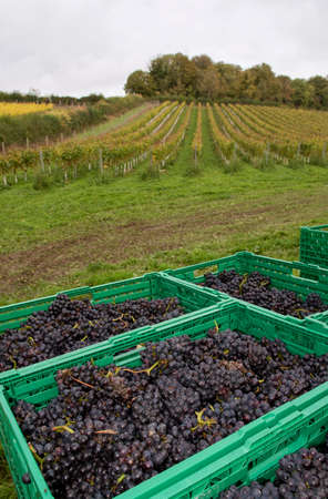 Hampshire, England, UK. 2021. Freshly picked bunches of Pinot Noir grapes wait to be transported to the winery in a Hampshire vineyard. UK.の写真素材
