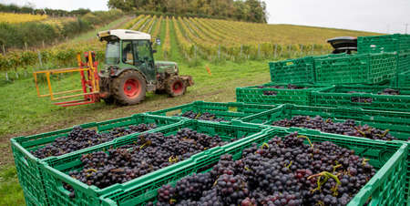 Hampshire, England, UK. 2021. Tractor with boxes of freshly picked Pinot Noir grapes at the wine  harvest timein Hampshire, UKのeditorial素材