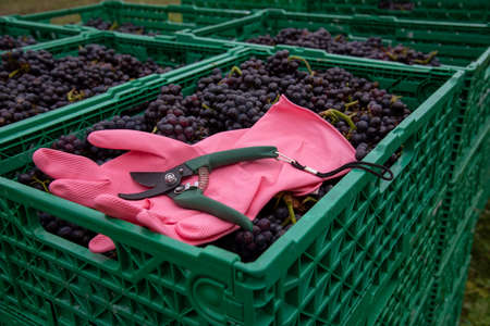 Hampshire, England, UK. 2021. Harvest time in a vineyard, freshly picked Pinot Noit grapes and a pair of secateurs used in the process. Pink rubber gloves for the pickers safety.の写真素材
