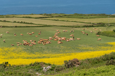 Cornwall, Englaand, UK. 2022. Cornish farmland with cows grazing alongside a field of rape seed and the Atlantic Oceanのeditorial素材