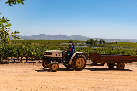 Helderberg, Western cape, South Africa. 2022.  Tractor, trailer and driver in a vineyard in the Helderberg region of the Western cape, South Africa.のeditorial素材
