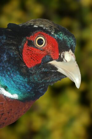 Detail of ring-necked pheasantの写真素材