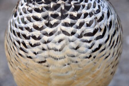 background of feathers on chest of male Lady Amherst's Pheasant, Chrysolophus amherstiae