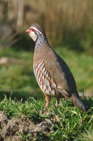 Red- legged partridge or Chukor, Alectoris chukor, Westland, New Zealandの写真素材