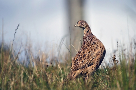 Female ring-necked pheasant, Phasianus colchinus,