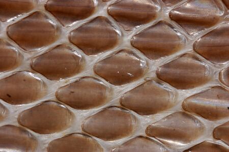 detail of scales on shed snake skinの写真素材