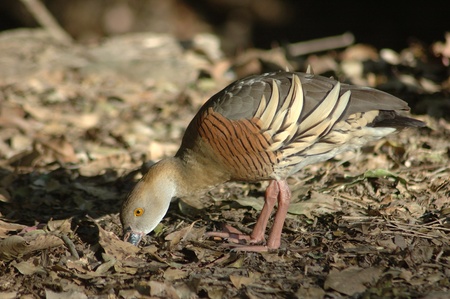 Grass whistling duck, Dendrocygna eytoni, looking for food, Queensland, Australiaの写真素材