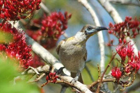 Australian little friar-bird, Philemon citreogularis, feeding in Parrot tree, Schotia brachypetela, Queensland, Australiaの写真素材