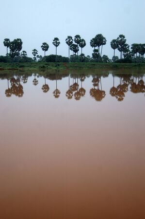 Palms reflected in a lake, Tamil Nadu, South India の写真素材