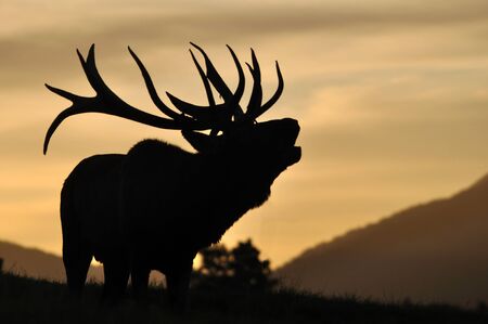 red deer stag, Cervus elephus, roaring at sunset in Westland, New Zealand        の写真素材
