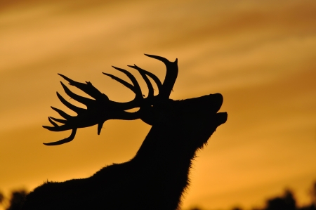 red deer stag, Cervus elephus, roaring at sunset in Westland, New Zealand        の写真素材