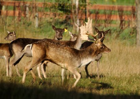 fallow deer buck, Dama dama, running on a farm in Westland, New Zealandの写真素材