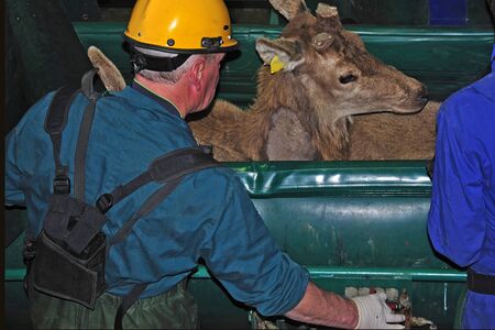 technician testing red deer, Cervus elephus, for tuberculosis       の写真素材