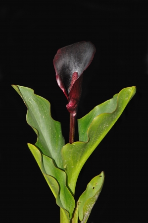 black calla lily, Arum palaestinum, against black background, native to the Middle Eastの写真素材